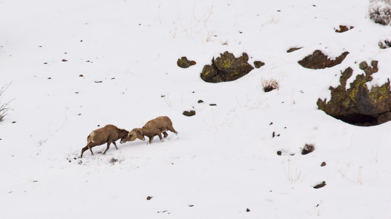 Bighorns Sparring